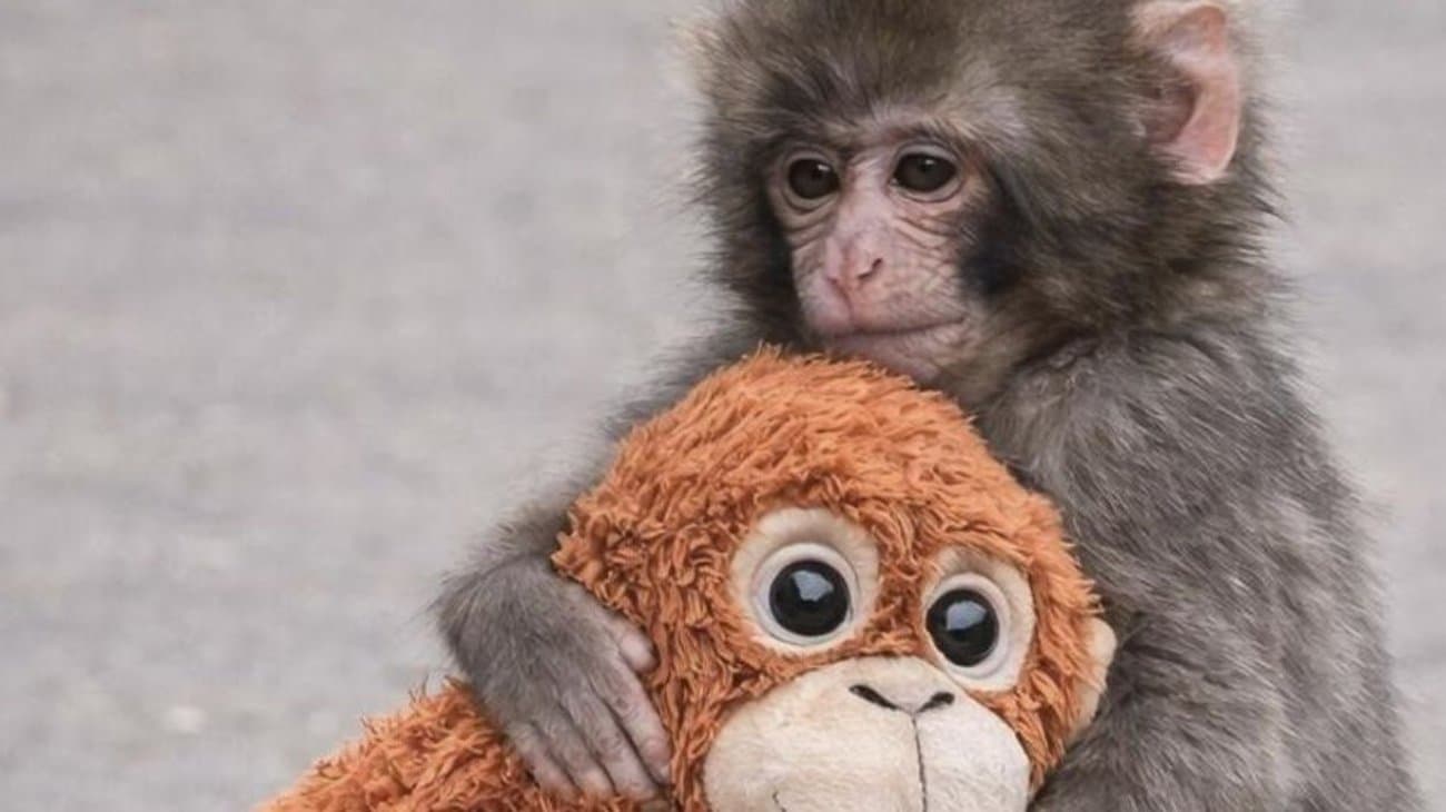¿Ternura o trauma? PETA exige el traslado de Punch, el macaco viral, a un santuario