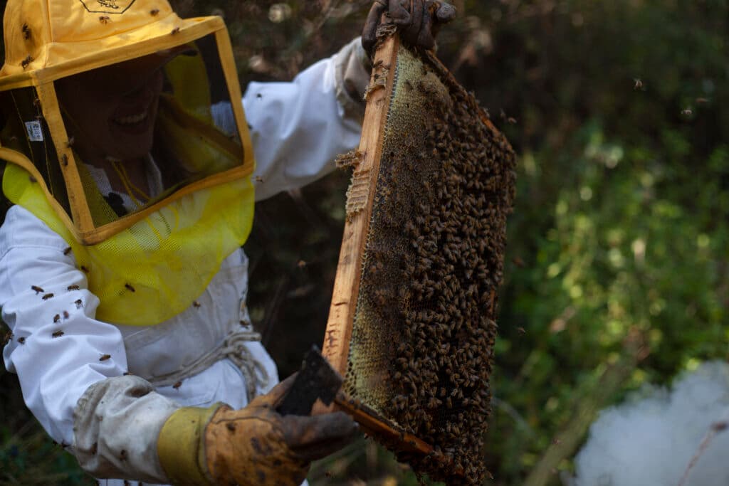 Apicultura en la CDMX: La lucha de las abejas por sobrevivir entre el asfalto y los químicos
