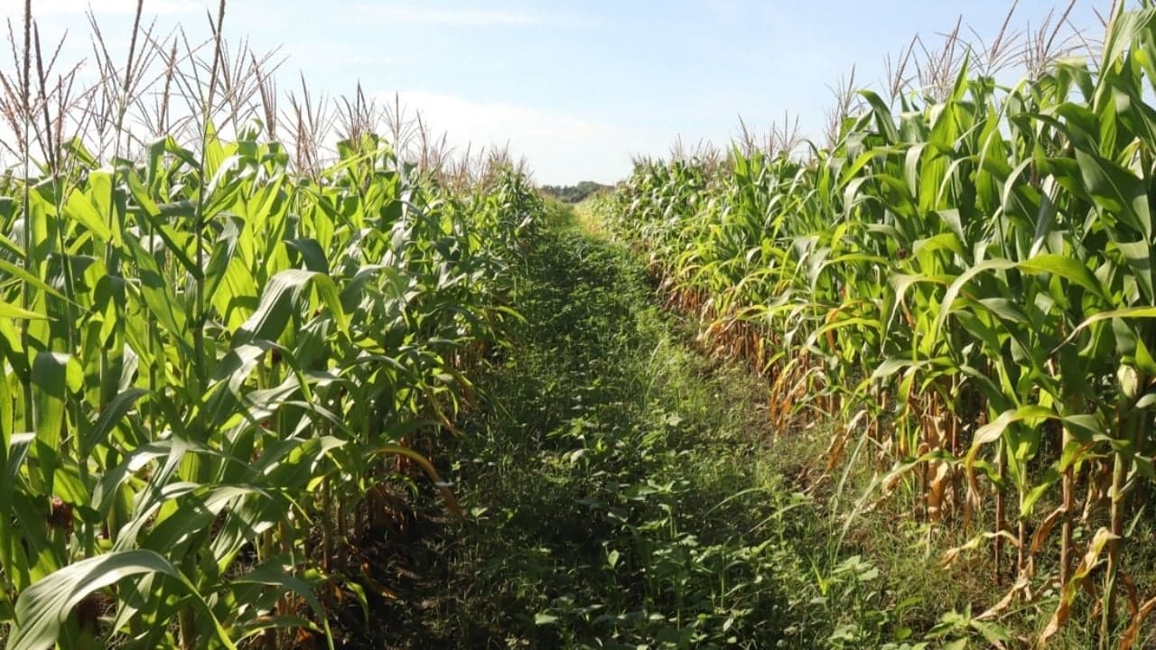 Sader hace llamado urgente a productores de maíz: Solo el 22% ha cobrado el incentivo emergente