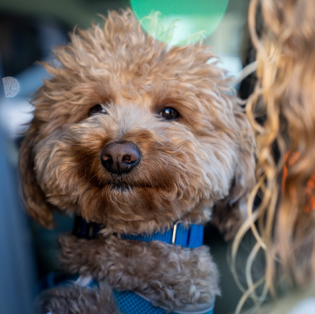 Final feliz en Las Vegas: Policía adopta a perro abandonado tras arrestar a su dueño