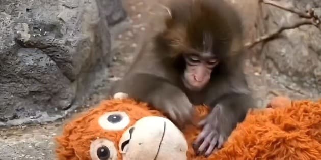 ¿Nostalgia digital? El curioso 'easter egg' de Google que revive el clásico juego de 'Punch the monkey'