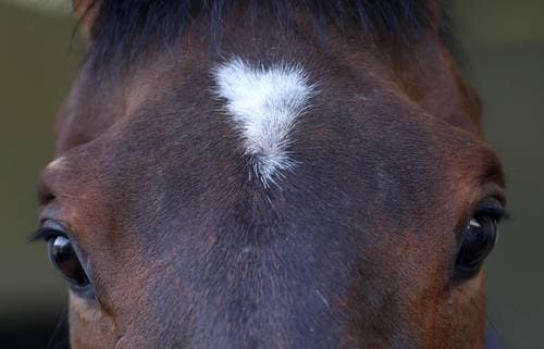 El lenguaje de los equinos: estudio revela que los caballos relinchan para socializar y expresar alegría